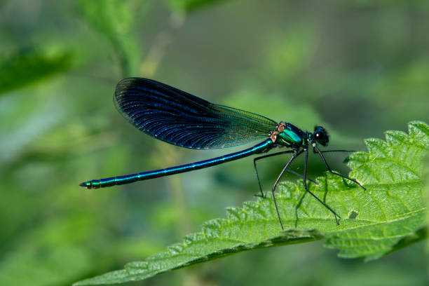 istock Banded demoiselle 2191377003