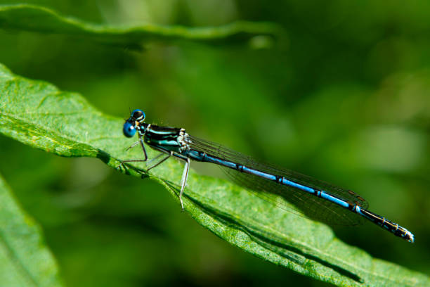 istock Banded Demoiselle 2191377305
