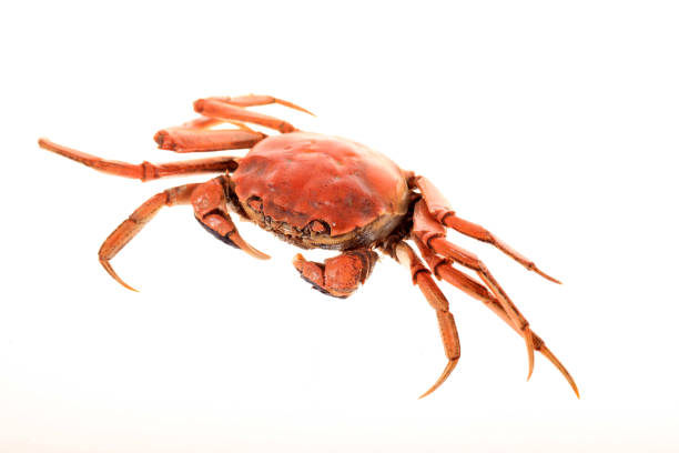 istock Hairy crab, Chinese delicacy 2191378788