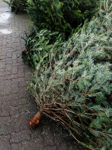istock Freshly Cut Christmas Trees for Holiday Decor 2191379200