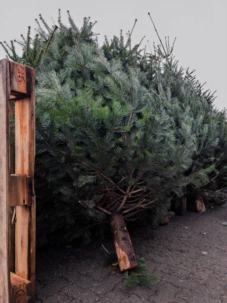 istock Freshly Cut Christmas Trees Ready for Sale 2191379221
