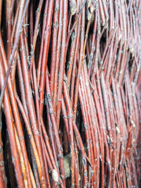 Dense Bundle of Twigs and Sticks for Natural Crafting