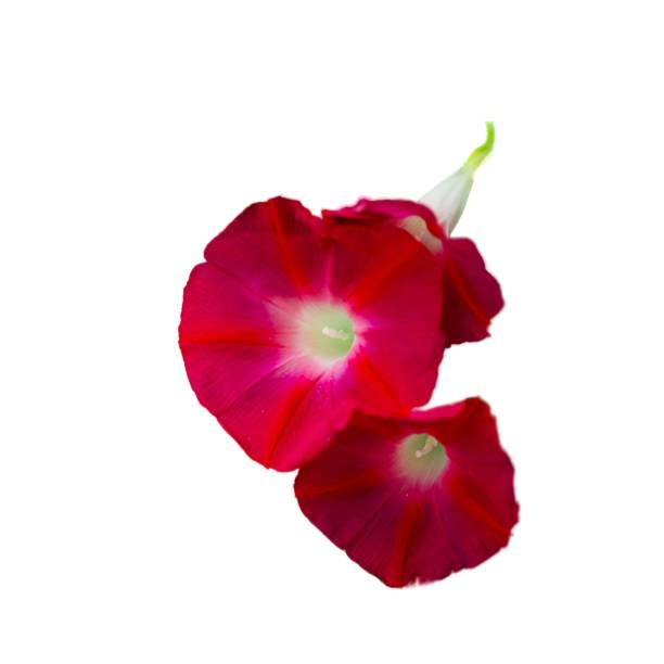 istock This image captures bright red ipomea petals; perfect for love and romance-themed content or elegant floral presentations. 2191380551