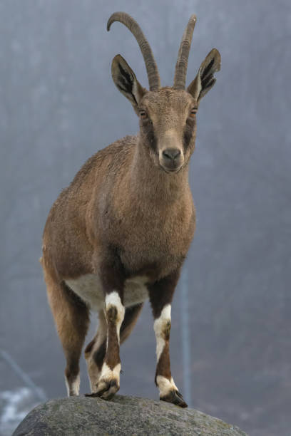 istock Adult Nubian ibex goat 2191380685