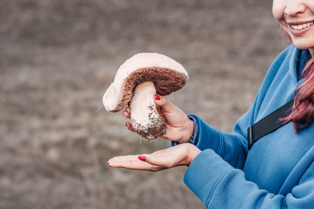 istock Mycologist showing a big mushroom freshly picked in a meadow 2191380792
