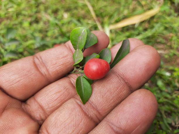 istock Murraya paniculata fruits. 2191382022