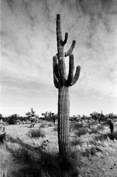 istock Film Image Sonora Desert Arizona Monochrome 2191382095