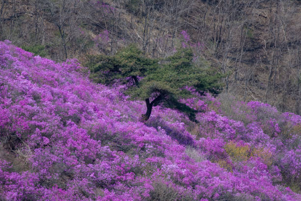 Azalea colonies and pine trees rising in the middle.