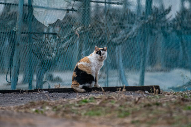 A tricolored fur cat sitting against a mesh background.