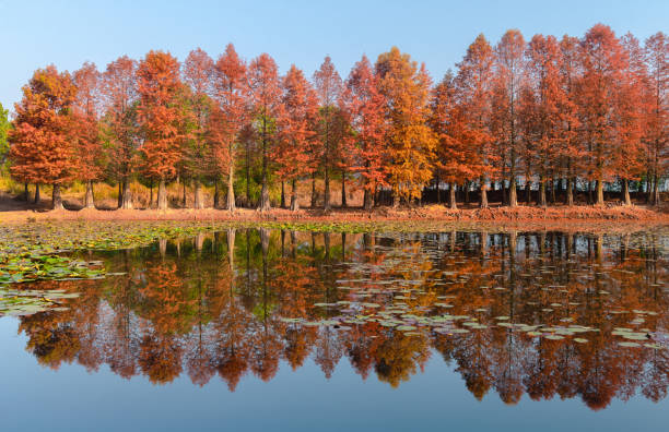 Autumn and Winter Water Cedar Wetland