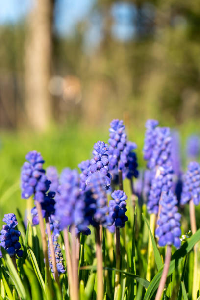 istock Blooming muscari close-up against a forest background 2191384684