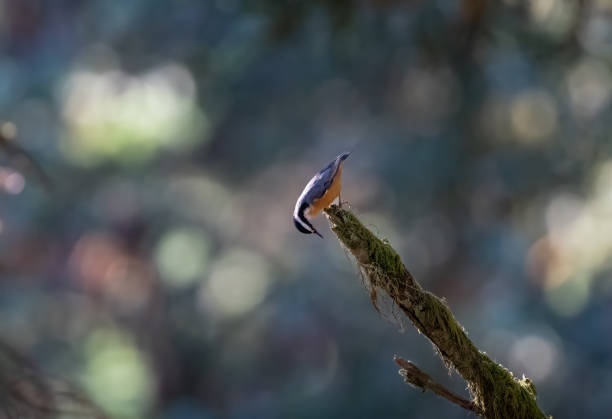 Red breast nut hatch bird peeking over the end of a mossy branch
