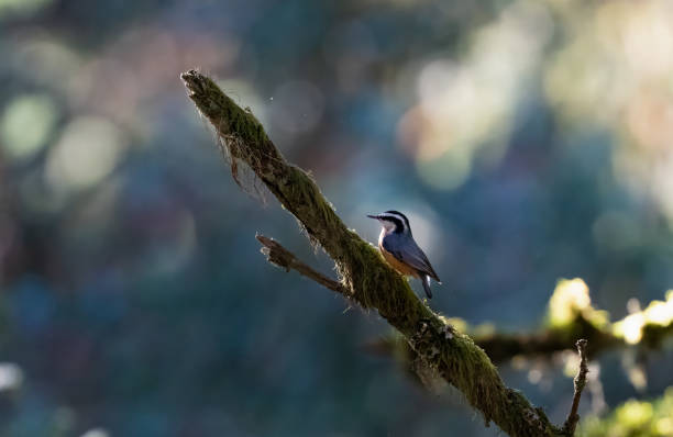 Red breast nut hatch back lit in a forest sitting on a mossy branch