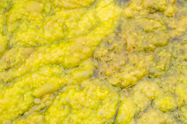 Dense structure of green slimy algae in a water reservoir - texture.