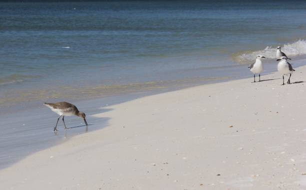 istock Seagulls and Sandpiper on a Beach 2191387735