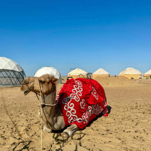istock Decorated Camel Resting in a Desert Landscape Under Clear Blue Sky 2191389480