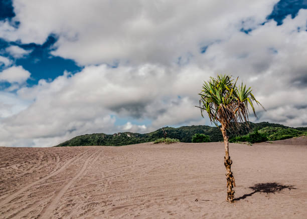 Tropic palm tree high angle view with clear sky view.Palawan Island - Philippines.
