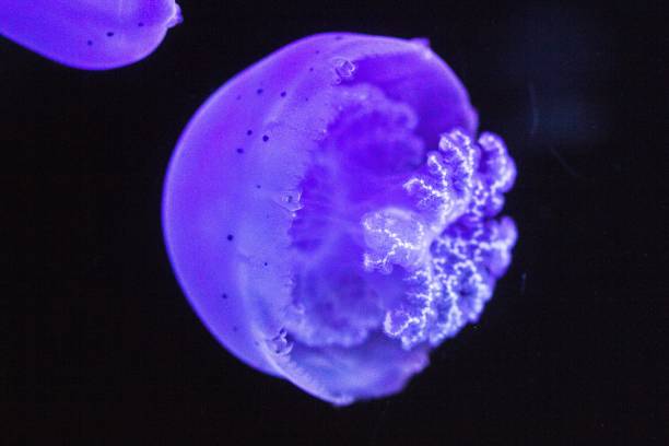 istock The cannonball jellyfish (Stomolophus sp.) in aquarium 2191391837