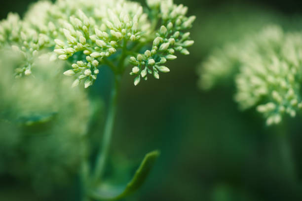 Fresh tender green buds delicately bloom, creating a serene and minimal botanical display
