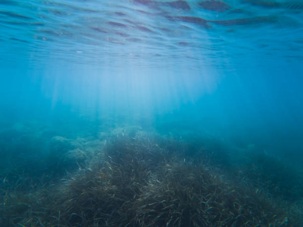 istock Algae on the seabed in the Sea, daylight breaks into the water. 2191393870