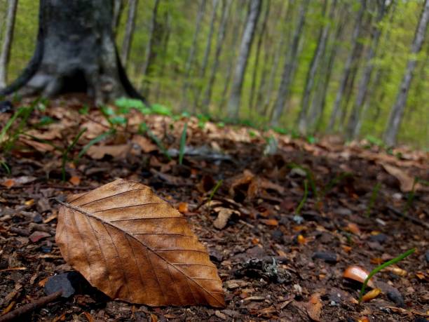 A dry leaf on the ground in autumn with a blurry background.