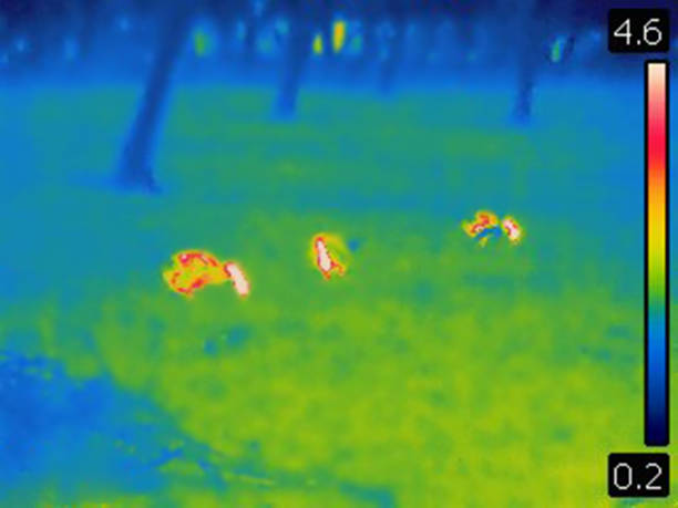 istock Thermal image of goose in backyard 2191395592