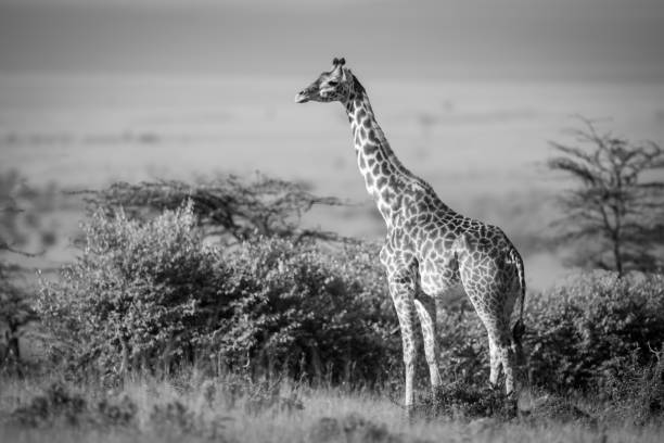 istock Mono giraffe stands by bushes in sunshine 2191395690