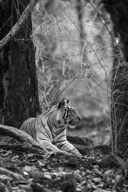 istock Mono tiger lies among rocks opening mouth 2191395694