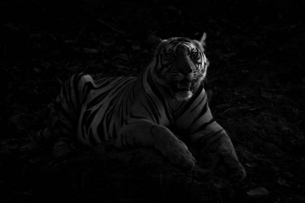 istock Mono tiger lies on rocks in half-light 2191395704