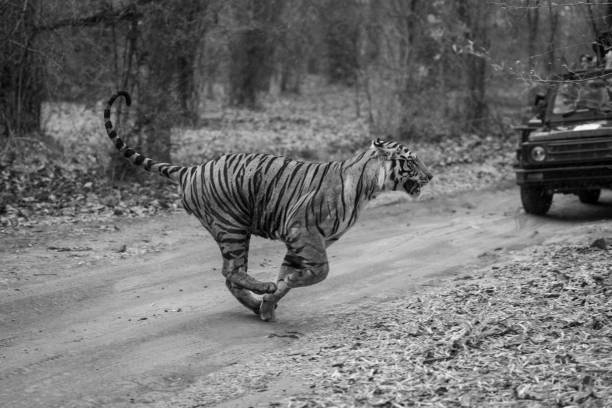 Mono tiger bounds past on car track