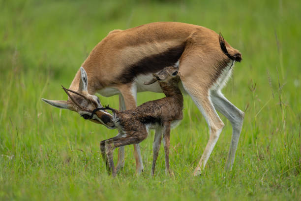istock Thomson gazelle stands nursing newborn on grass 2191395801
