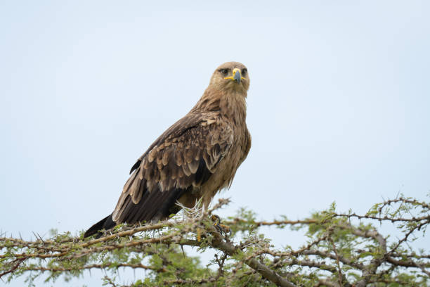 istock Tawny eagle turns head on whistling thorn 2191395824