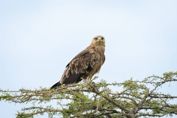 istock Tawny eagle watches camera from whistling thorn 2191395834