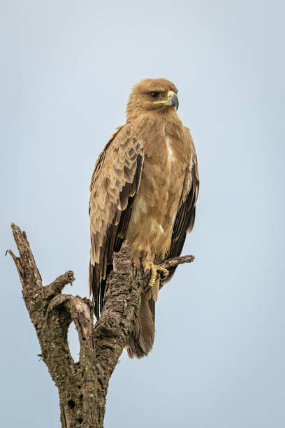 istock Tawny eagle looks out from tree stump 2191395984