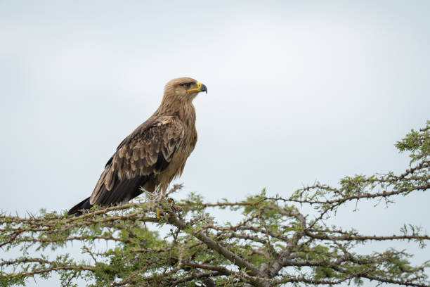 istock Tawny eagle in profile on whistling thorn 2191396045