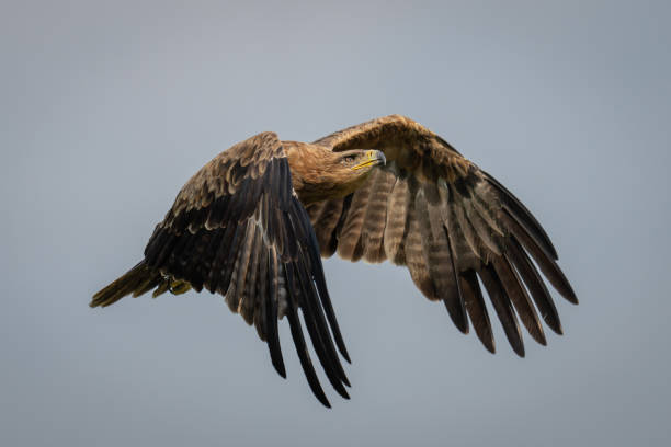istock Tawny eagle flies across sky raising wings 2191396152