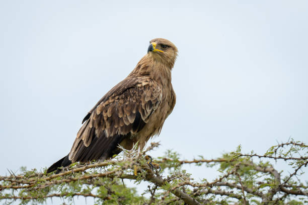 istock Tawny eagle cocks head on whistling thorn 2191396209