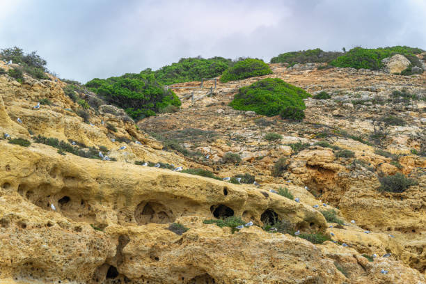 Seagulls resting on rugged, yellowish rocky cliffs with green shrubs. Dusk setting, Algarve, Portugal.