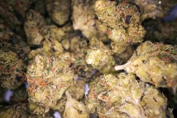 istock Cannabis close up as sold in German pharmacies. 2191397288