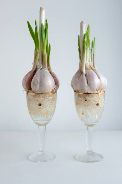 Sprouting garlic bulbs in decorative glasses filled with water. Growing garlic in water. Hydroponic garlic.