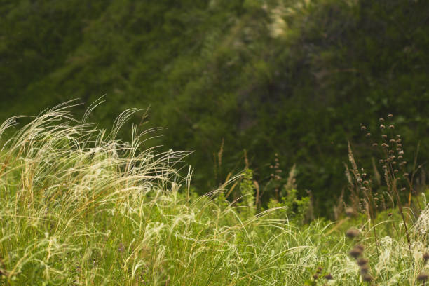 Field of feather grass gently swaying in the breeze with a backdrop of dense green foliage, capturing the natural harmony and vibrant textures of the meadow in soft sunlight.