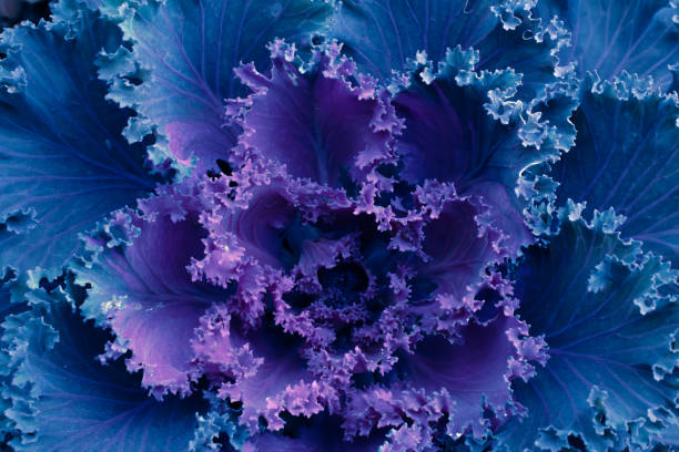 istock ornamental savoy cabbage, macro photo 2191398481
