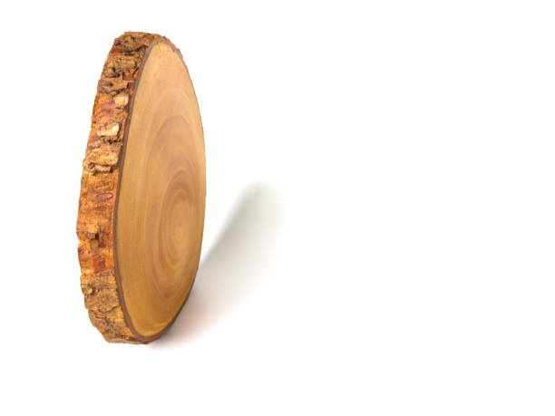 istock Side view of a wooden slice with visible growth rings 2191400856