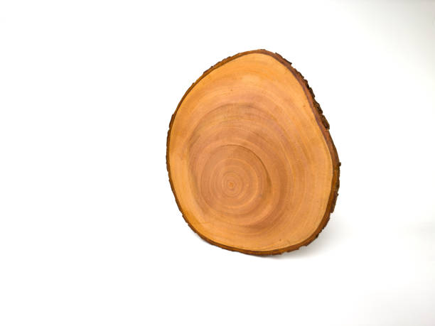 istock Wooden cross-section with visible natural growth rings and bark edge 2191400904