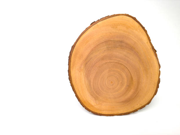 istock Detailed wooden tree slice 2191400926