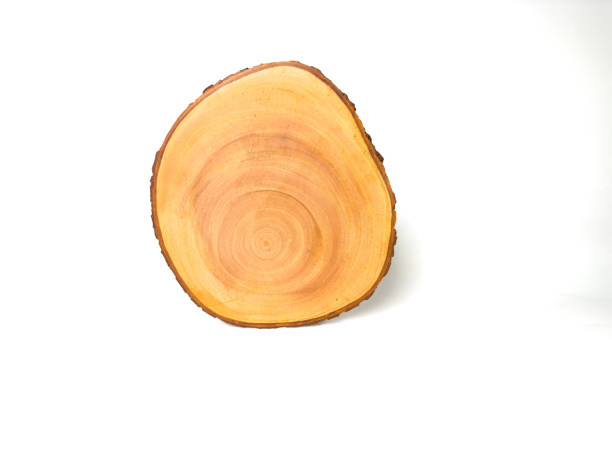 istock Wooden tree slice with clear growth rings and bark edge 2191400929