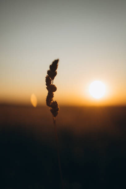 Close-up plant silhouette, warm golden light, blurred background