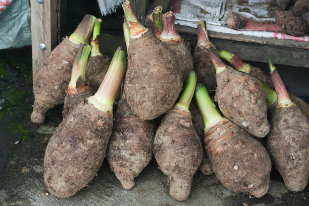 istock Freshly Harvested Taro Roots Displayed in a Rustic Outdoor Market Setting 2191401688