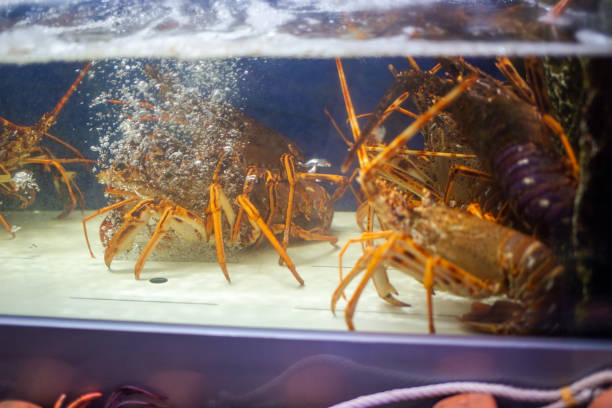 istock Crayfish in the aquarium. Lobsters in the aquarium. 2191402253