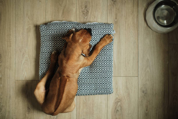 Big Dog Sleeping Sweetly near an Alarm-Clock